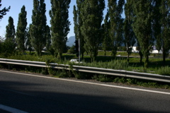 IMG_7447.JPG